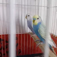 مرغ عشق نر ماده اماده