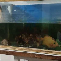 ماهی|ماهی|ری, علایین|دیوار