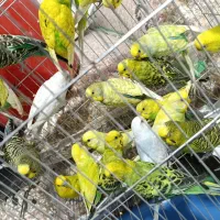 پرنده