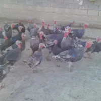 بوقلمون نروماده|حیوانات مزرعه|زاغه, |دیوار