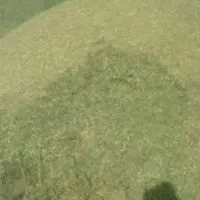 کاه لوبیا چیتی تمیز درجه یک