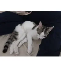 گربه گمشده|گربه|ورامین, ورامین|دیوار