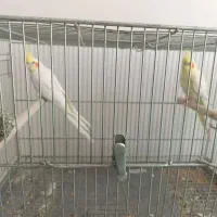 چند جفت عروس هلندی|پرنده|فارسان, |دیوار