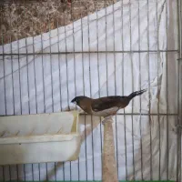 بنگالی نر|پرنده|رباط‌کریم, نصیرشهر|دیوار