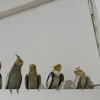 6عروس هلندی