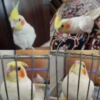 عروس هلندی نر سخنگو فول رام