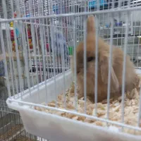 خرگوش چلوندنی و لوپ|موش و خرگوش|ساری, |دیوار