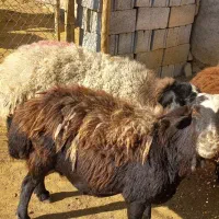 میش و شیشک سرچهان