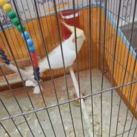 عروس هلندی|پرنده|یزد, |دیوار