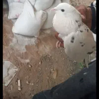 ماده درجه یک خوش خال