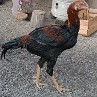 حدود ۸۰مرغ ۵خروس|حیوانات مزرعه|سقز, |دیوار