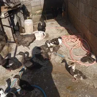 مرغ خروس بلدرچین غاز|حیوانات مزرعه|سنگر, |دیوار