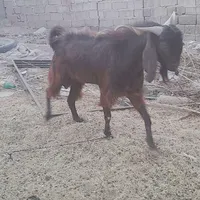 گوسفند|حیوانات مزرعه|جوانرود, |دیوار