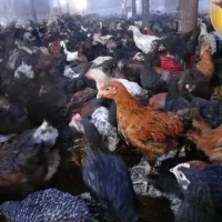 جوجه نوچه مرغ و خروس گلپایگانی بلک استار