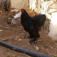 تخم نطفه دار برهما بلک اصل