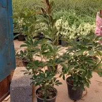 تاحالا از گلخانه افرا خرید داشتین|گل و گیاه طبیعی|قم, چهل درخت|دیوار