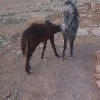 یک مادیون سه سال و یک گرده نریون هشت ماه