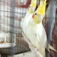 عروس