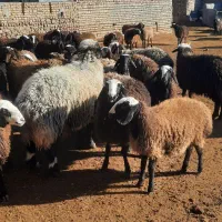 بره ماده قوچ خورده نژاد شال