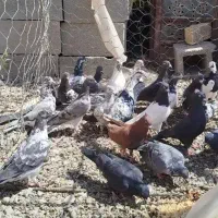 کفتر کاشونی