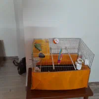 قفس پرنده|لوازم جانبی حیوانات|پاکدشت, پاکدشت (مامازند)|دیوار
