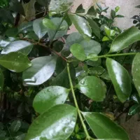 گل و گلدان و نخل خرما