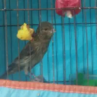 قناری نر ریزی خونی سرخ