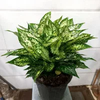 انواع آگلونما سبز برفی قرمز پتوس سانسوریا نخل اریک