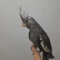 عروس هلندی|پرنده|شوشتر, |دیوار