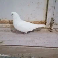 فروش.کبوتر|پرنده|گل تپه, |دیوار