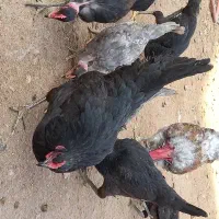 فروش مرغ وخروس