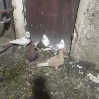 هر پنج تا نر