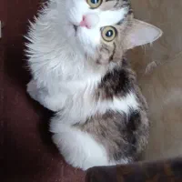 واگذاری گربه خانگی