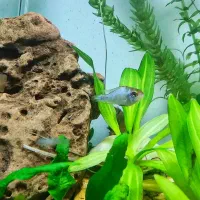 ماهی رامیزی|ماهی|تبریز, |دیوار