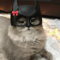 واگذاری گربه