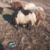 بره نر ماده ۱۵راس جفتی ۲۸میلیون داشتی