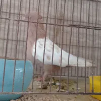 کبوترم گم شده