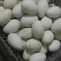 تخم اردک اسرائیلی نطفه دار