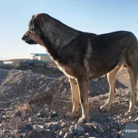 گمشده ها|حیوانات|زنجان, |دیوار