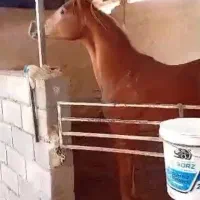 پانسیون اسب