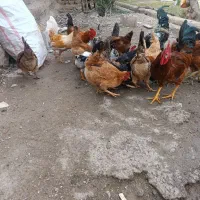 مرغ خروس جوجه خروس