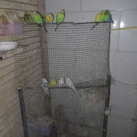 مرغ عشق همه رنگه