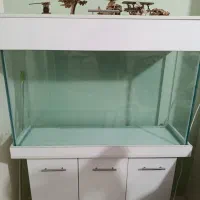 اکواریوم سالم و نو|ماهی|ری, ولی آباد|دیوار