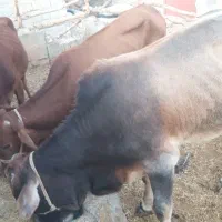 فروش گوساله دورگه پاکستانی|حیوانات مزرعه|خنج, |دیوار