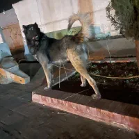 قره باش سرابی ذات قدیم|سگ|آشخانه, |دیوار