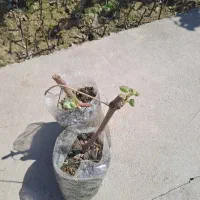 نهال انگور ارمنستان