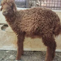 بز،بلوچی سه قلو زا با کهره نر،۳بره ماده|حیوانات مزرعه|وحدتیه, |دیوار