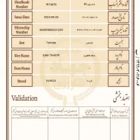 مادیون سیاه