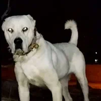 الابای روسی توله و بالغ