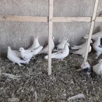 کبوتر یجایی ی نسل